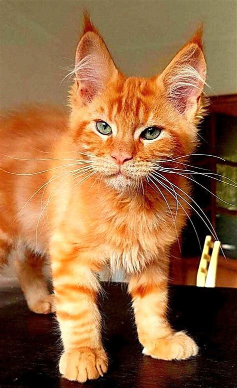 Orange tabby cat for sale. Things To Know About Orange tabby cat for sale. 
